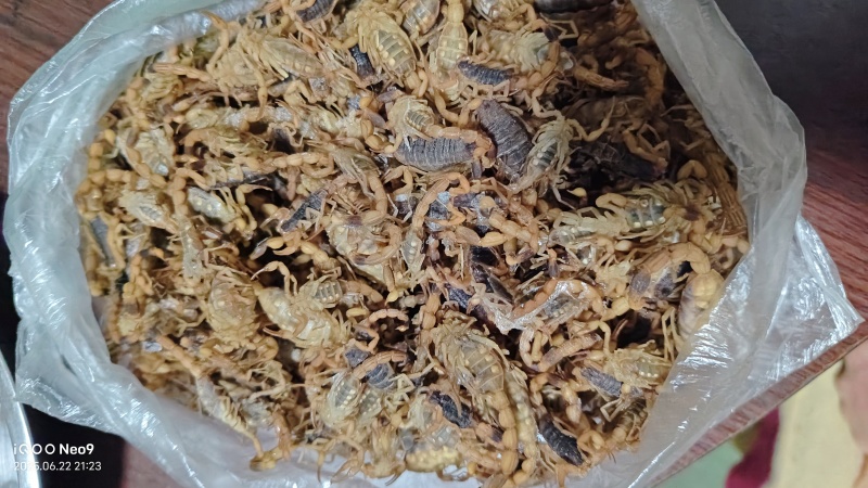 蝎子