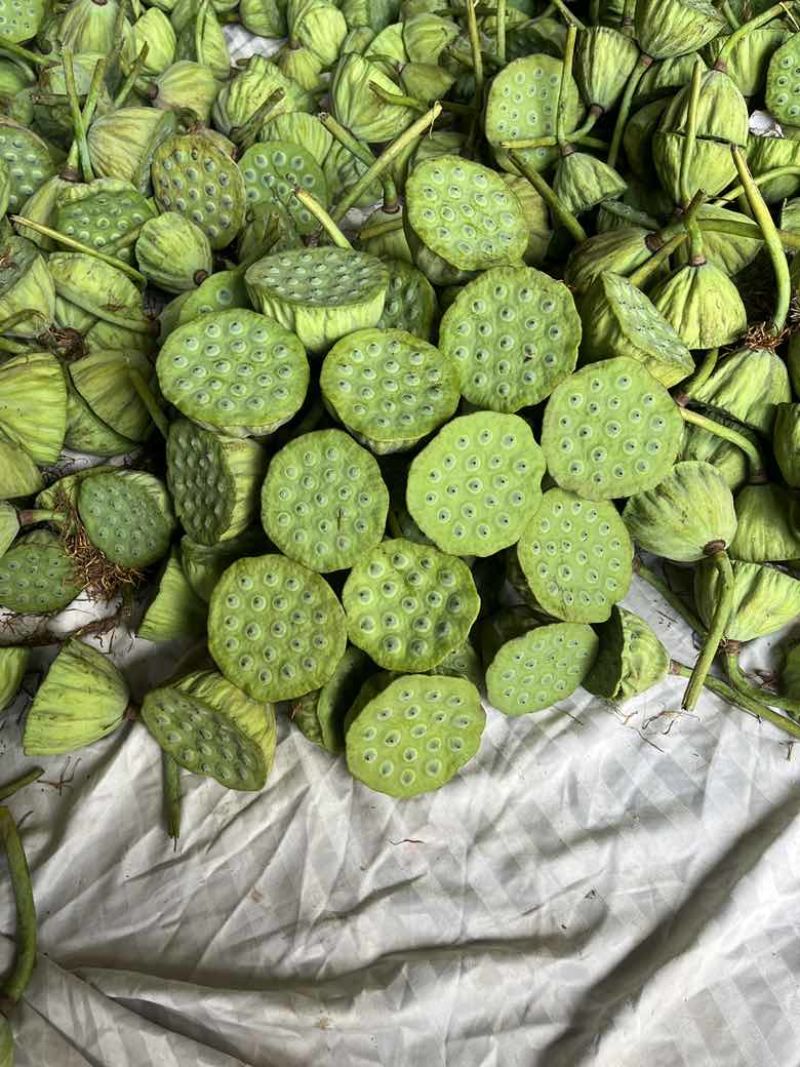 水果莲蓬4/7通货
