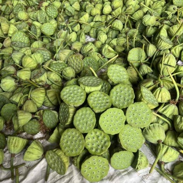 水果莲蓬4/7通货