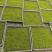 苔藓
