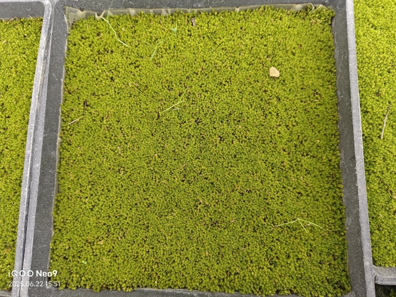 苔藓