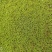 苔藓