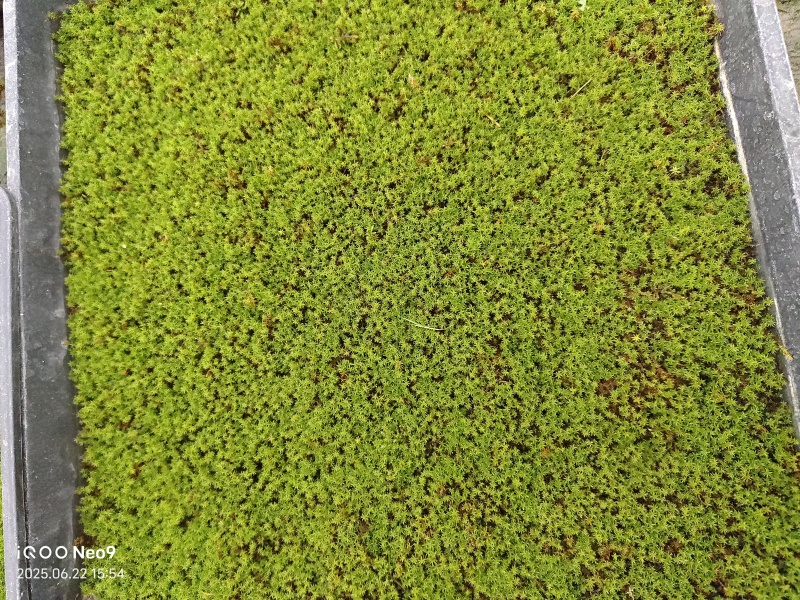 苔藓