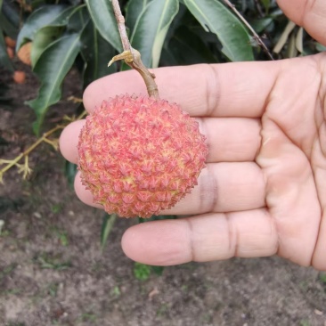 广西灵山桂味荔枝