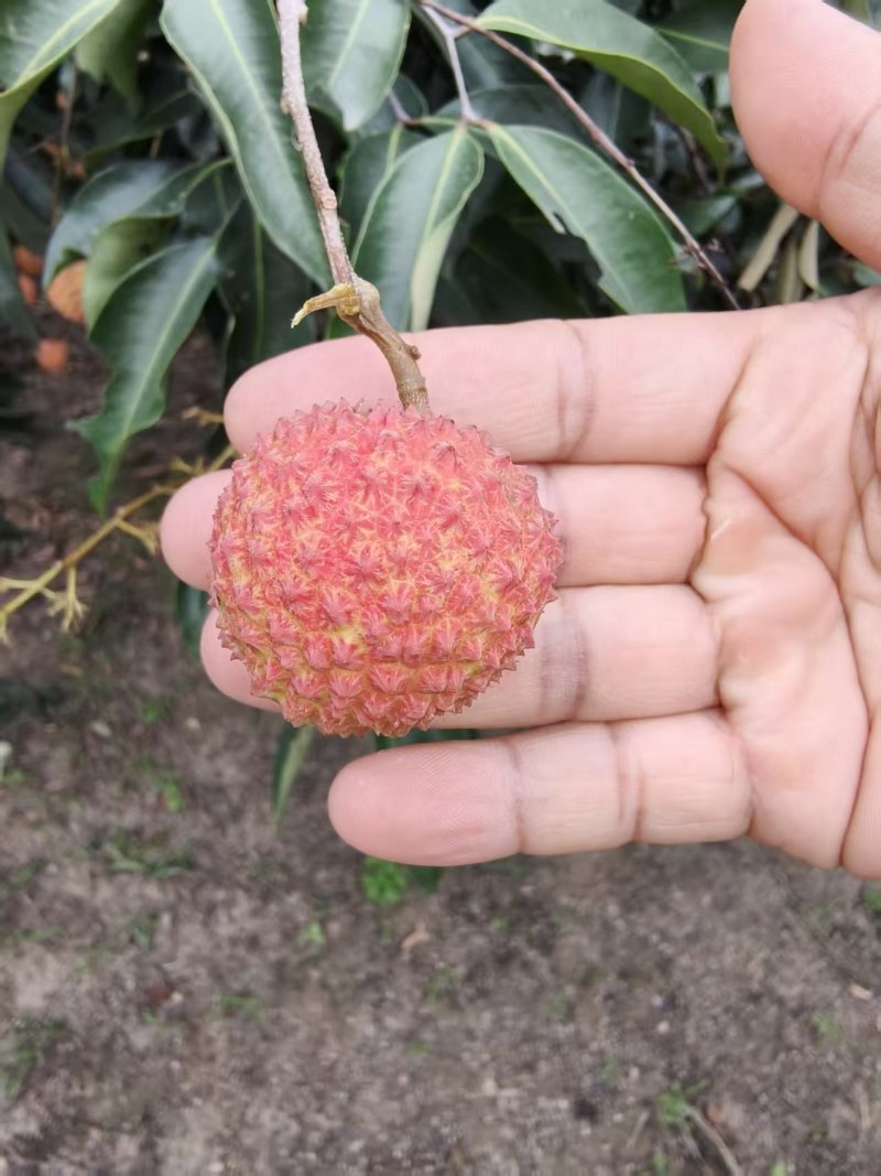 广西灵山桂味荔枝