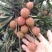 广西灵山桂味荔枝