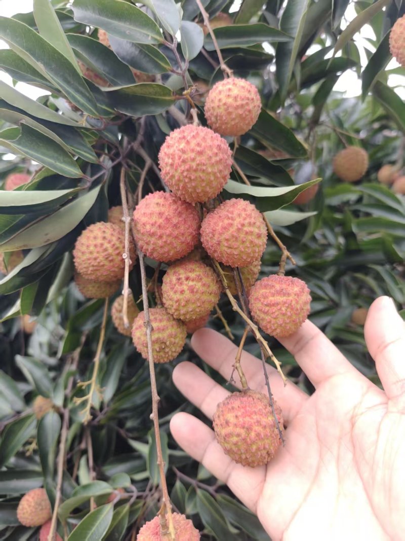 广西灵山桂味荔枝