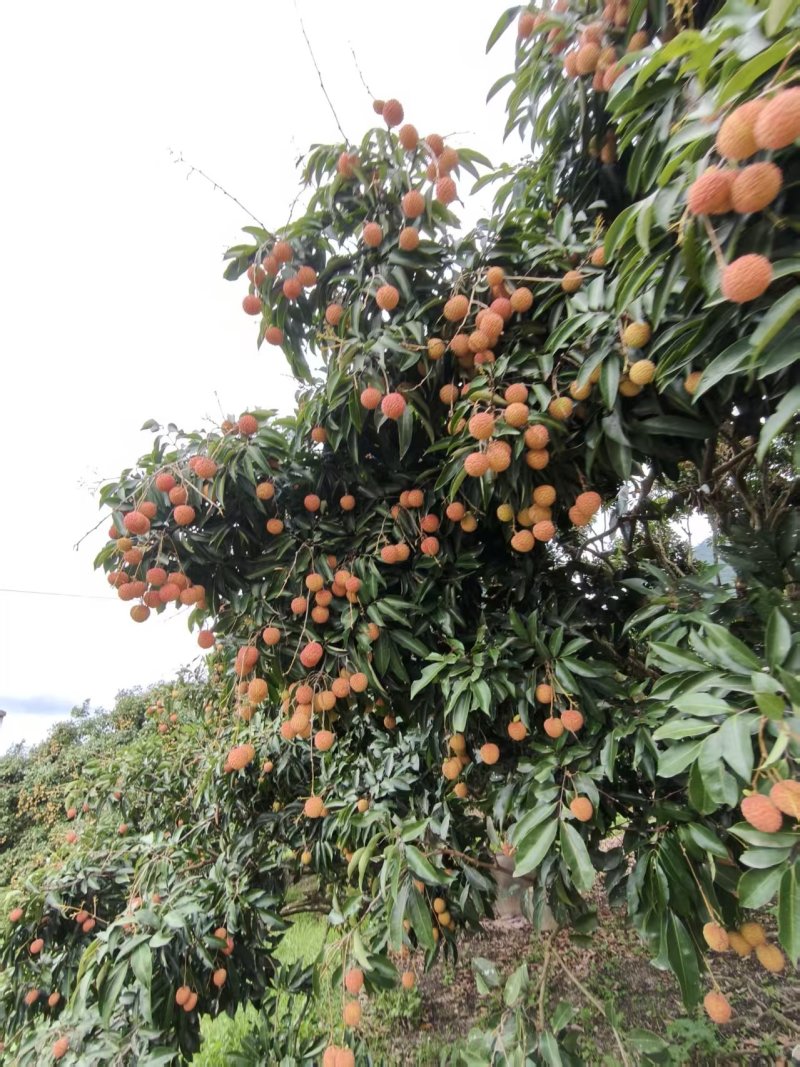 广西灵山桂味荔枝