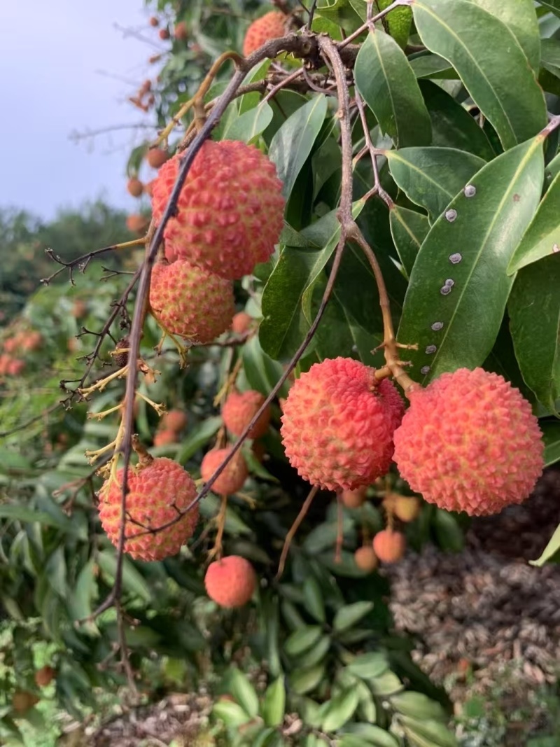 广西灵山桂味荔枝