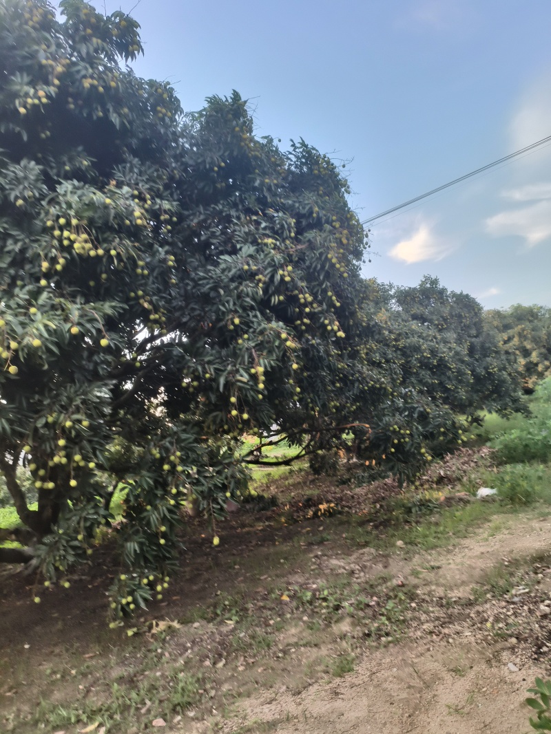 广西灵山桂味荔枝