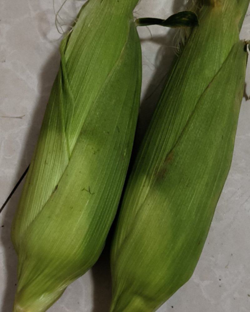 花巢水果玉米