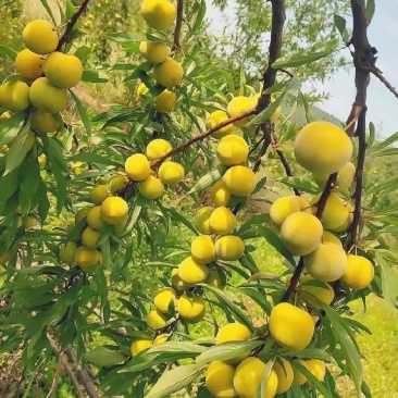 贵州六马简嘎蜂糖李