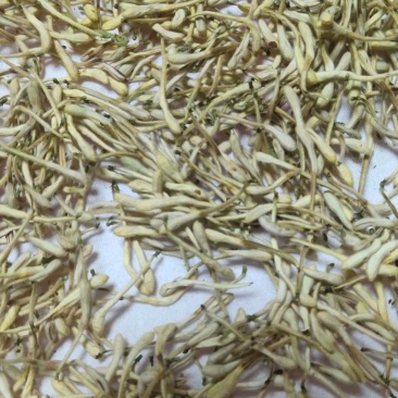 烘干金银花，品质优！！