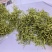 烘干金银花，品质优！！