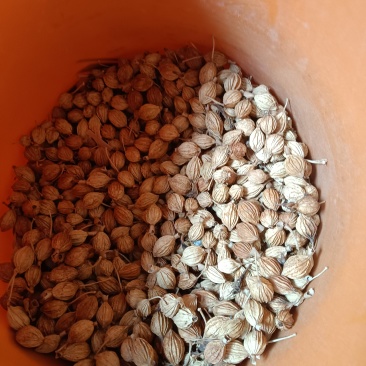 我要卖香砂仁