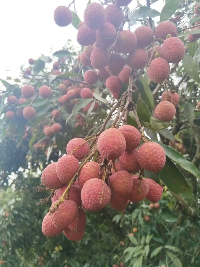 荔枝