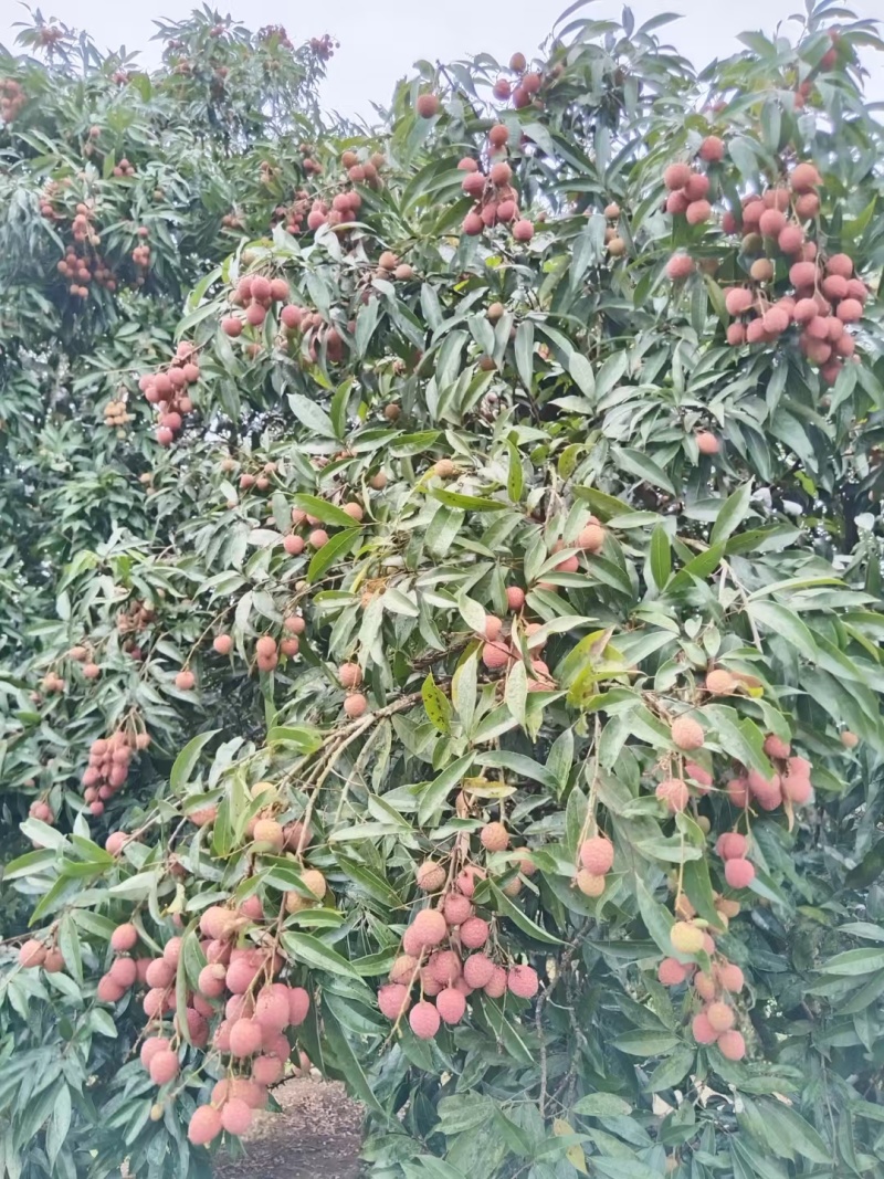 荔枝