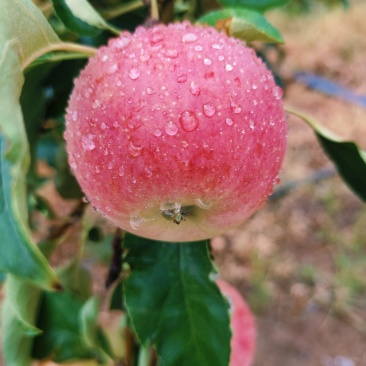 农家果园早熟富士苹果🍎