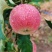 农家果园早熟富士苹果🍎