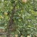 农家果园早熟富士苹果🍎