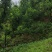六马蜂糖李