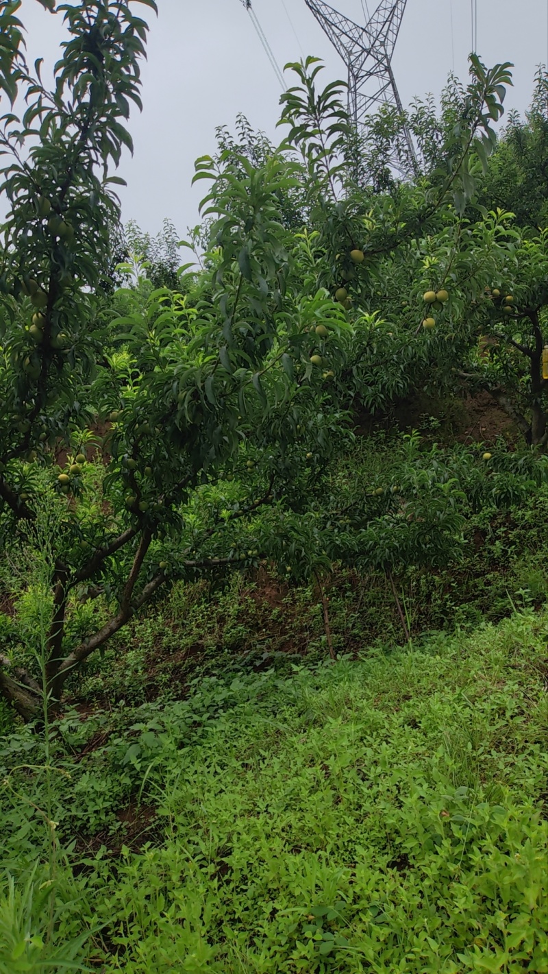 六马蜂糖李
