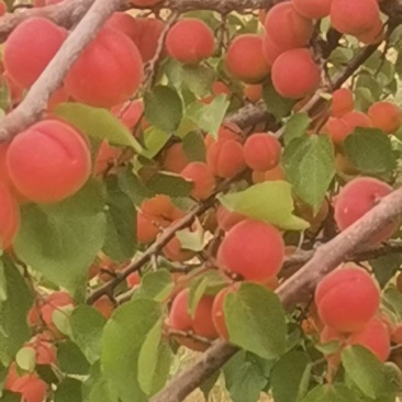 新疆伊犁树上小红杏61团