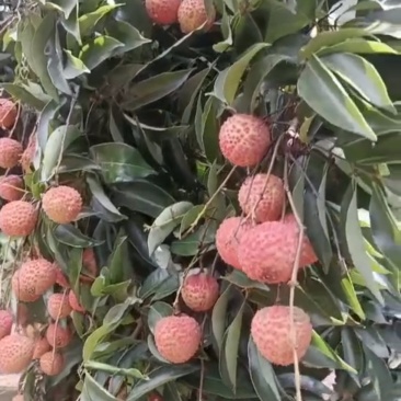 桂味荔枝