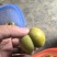 镇宁蜂糖李