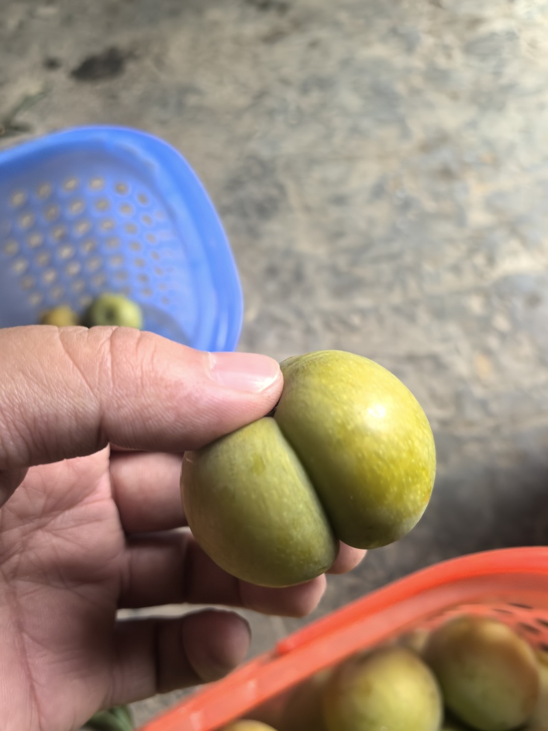 镇宁蜂糖李