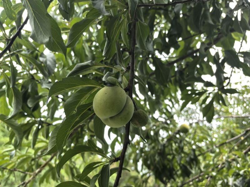 镇宁蜂糖李