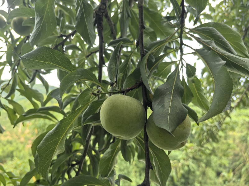 镇宁蜂糖李