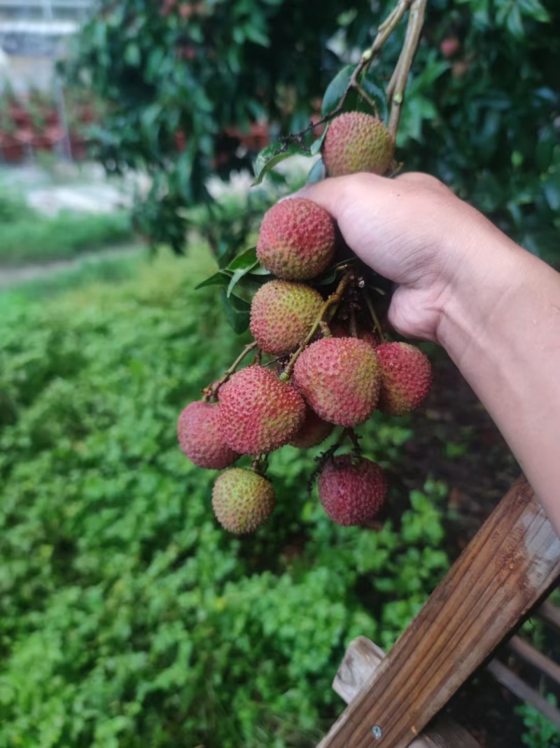 妃子笑荔枝