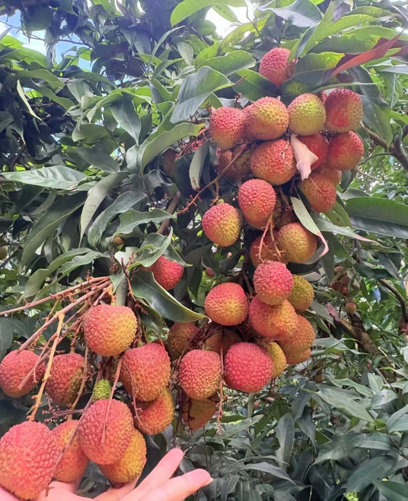 妃子笑荔枝