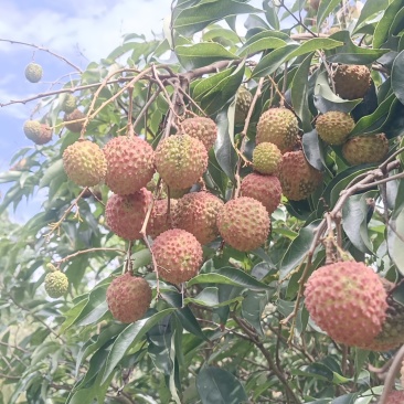 桂味荔枝