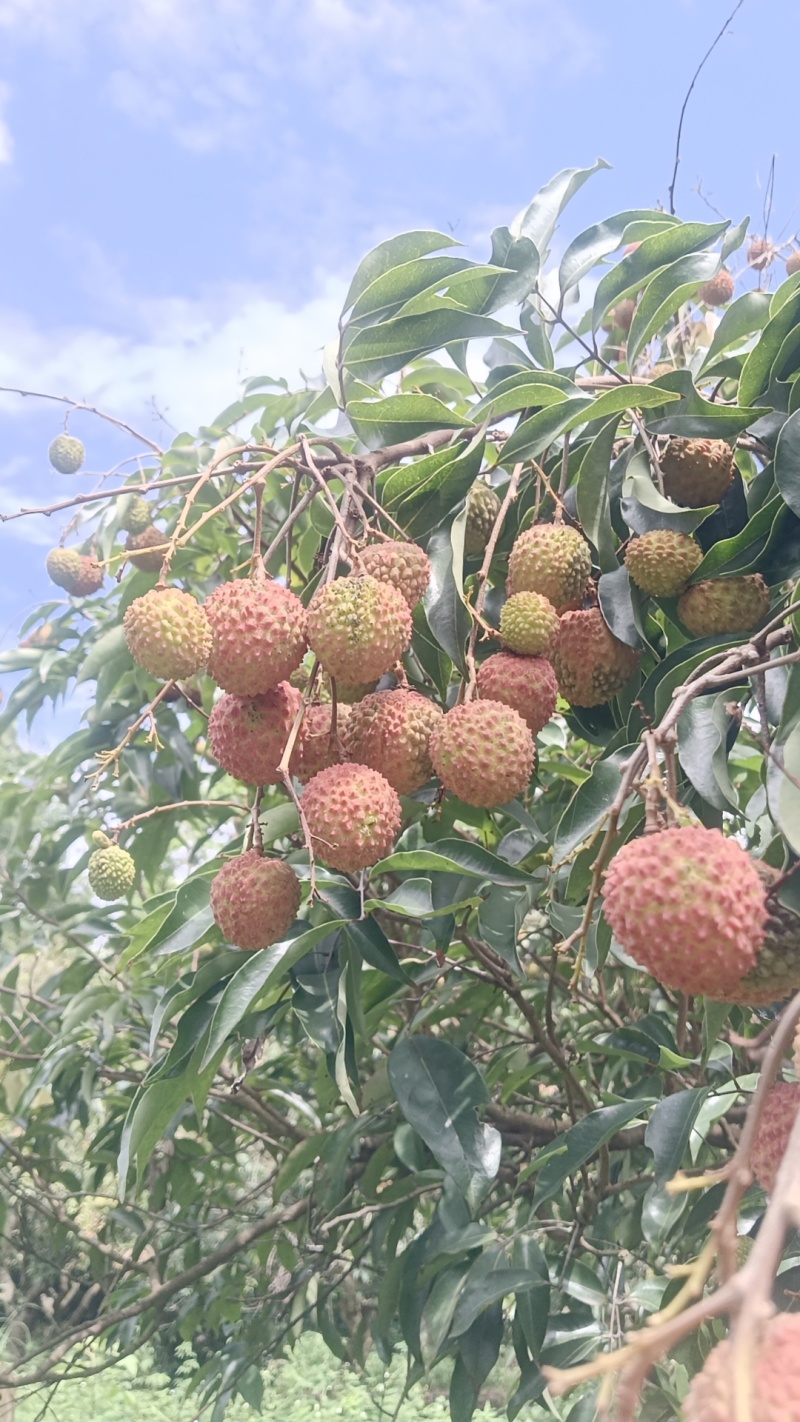 桂味荔枝