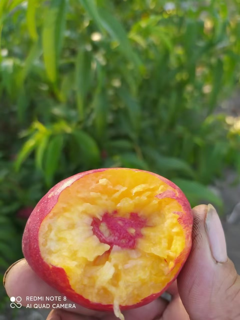 新疆蟠桃，无核油桃，黄桃