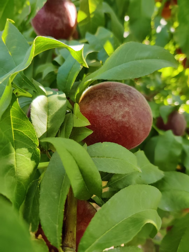 新疆蟠桃，无核油桃，黄桃