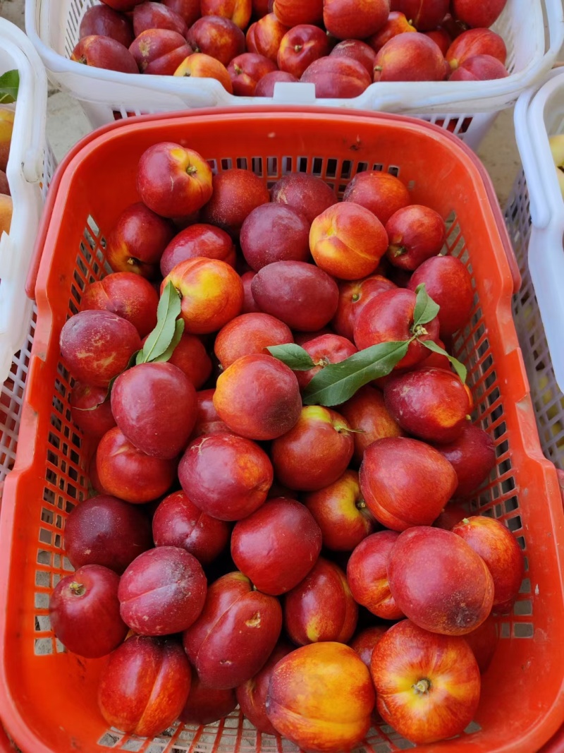 新疆蟠桃，无核油桃，黄桃