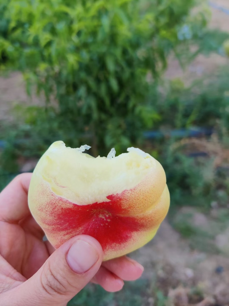 新疆蟠桃，无核油桃，黄桃