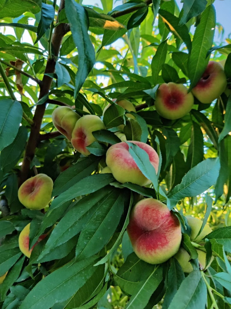 新疆蟠桃，无核油桃，黄桃