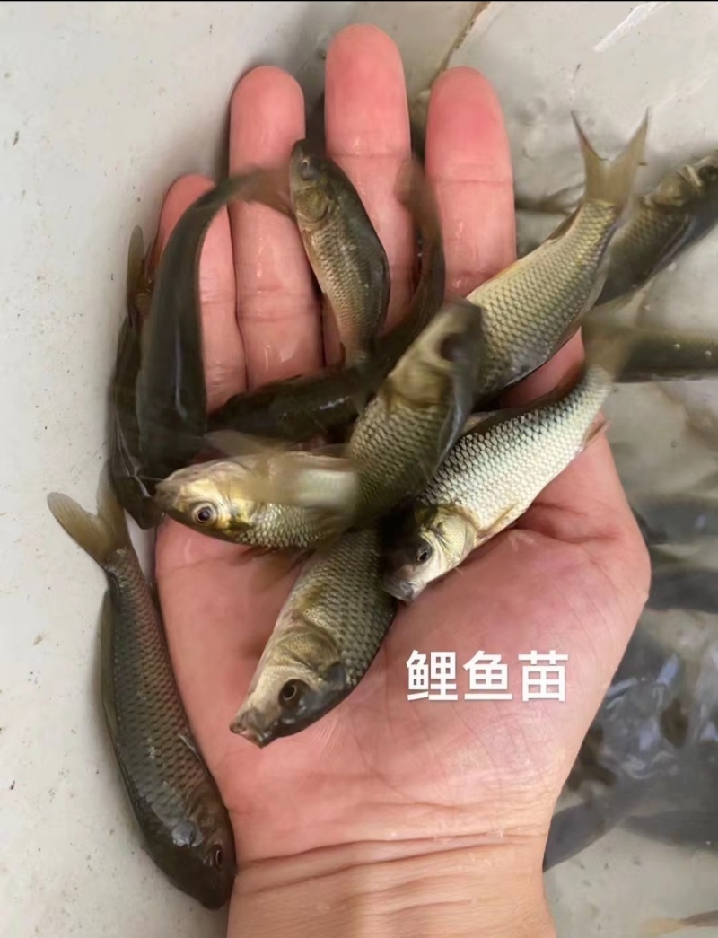 大小规格，各种品种鲤鱼，自养