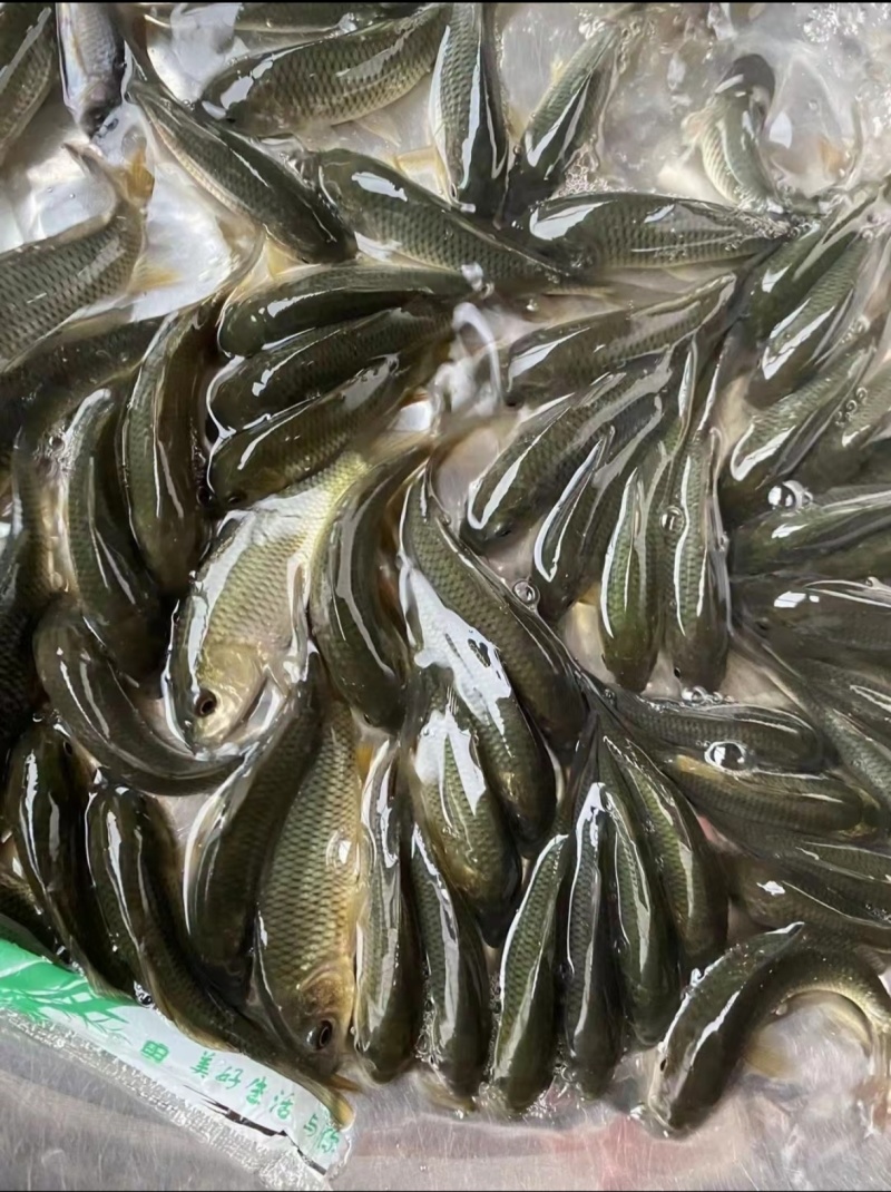 大小规格，各种品种鲤鱼，自养