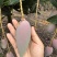 百色芒果