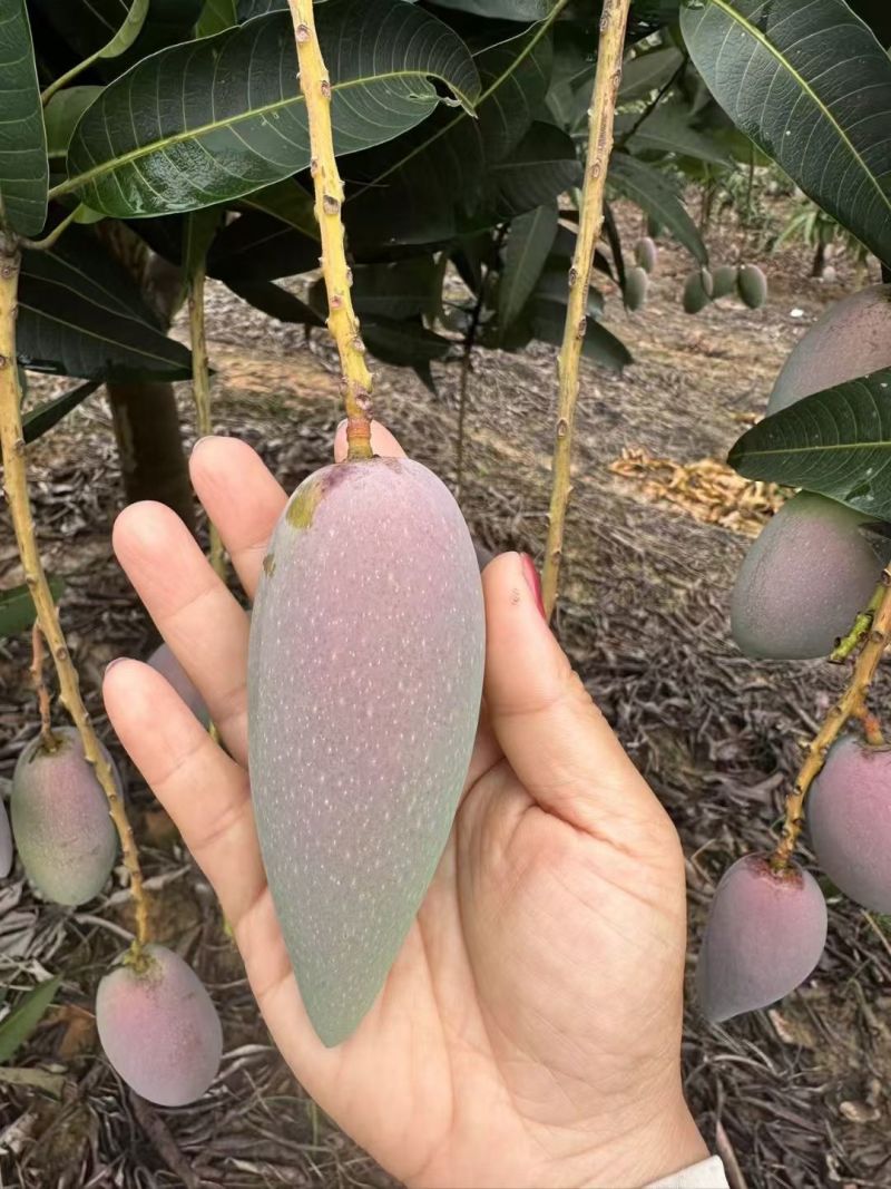 百色芒果