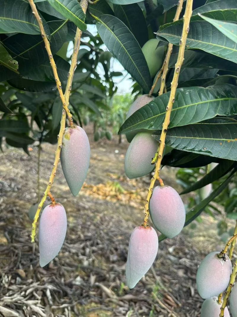 百色芒果