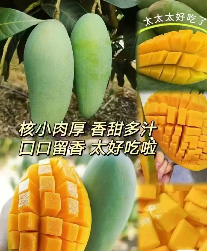 百色芒果