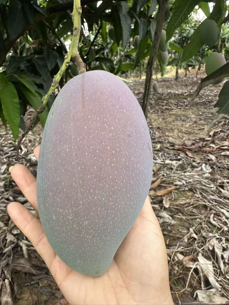 百色芒果