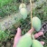 百色芒果