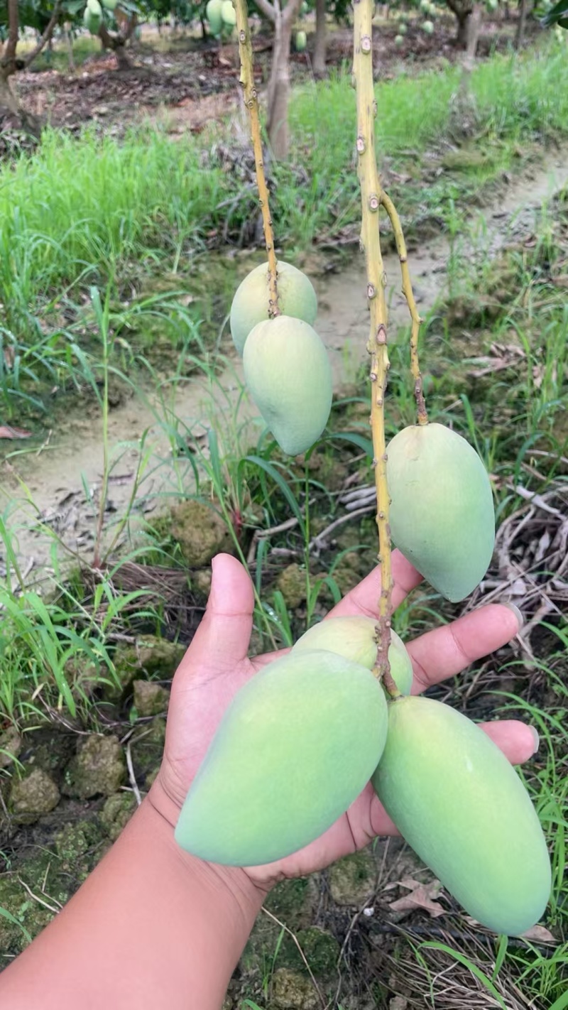 百色芒果